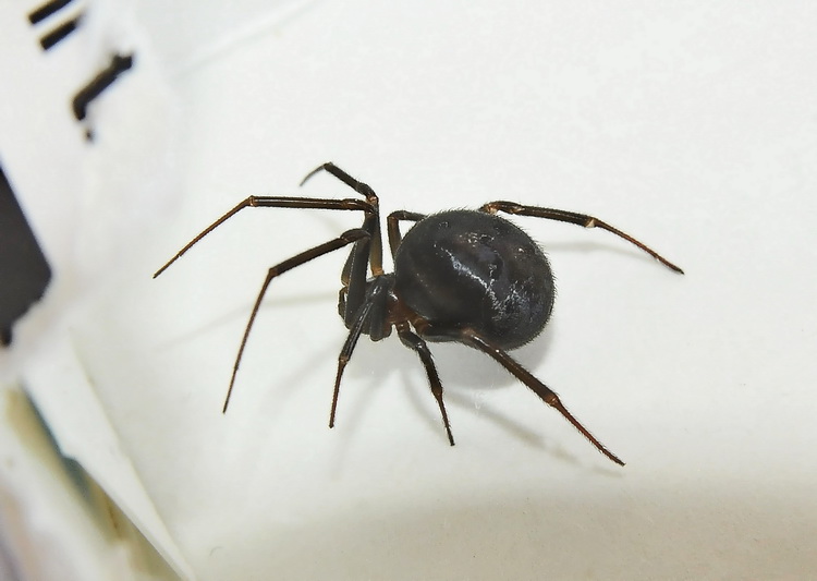 Steatoda grossa
